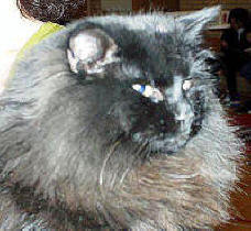 Gismo 00-21