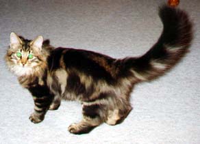 Tilia Nova's Cato