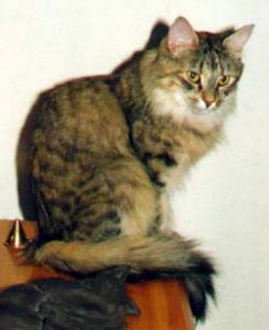 IC Guldfakse's Nolida